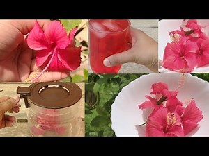 How to make Hibiscus Tea (Herbal Healthy Tea using Fresh Hibiscus Flowers)