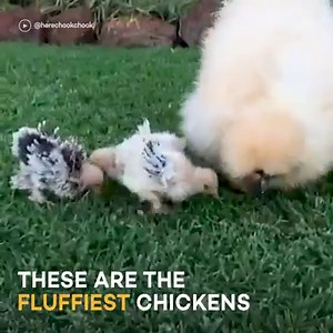 65K views · 195 reactions | This baby chickens are so incredibly fluffy!  | Yahoo Australia | Facebook