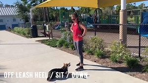 Every day our dog owners receive an update on their dog’s training...