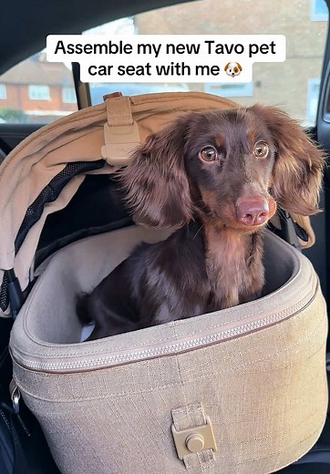 Tavo Pets Dog Car Seat Installation Process