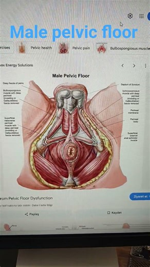 Male pelvic floor ;myhts ,facts and what actually matters for pain ,performance and control