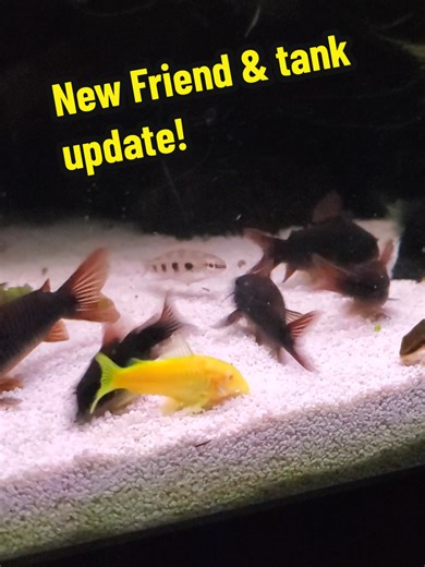 Welcoming a New Glo Corydoras to Our Aquarium