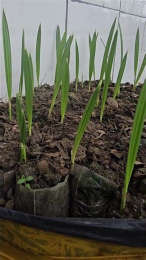 update on planting date trees.wow they are flourishing this season #datetree