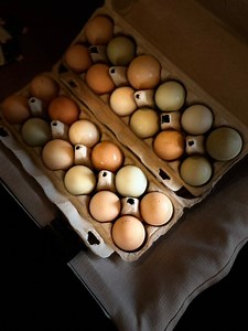 Discover the heart of Decatur at the MC/DF Market today! 🌟 Dive into a world of local treasures, delicious flavors, and vibrant community spirit. Let's make this Friday unforgettable!#DecaturAL #ShopLocal #MarketDayMagic #ExploreDecatur #CommunityLove | Morgan County/Decatur Farmers Market