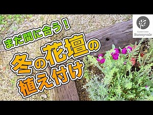 【おしゃれな花壇】まだ間に合う！冬の花壇の植え付け#14