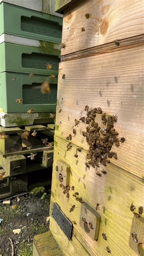 Every single bee is carrying pollen . That’s the beauty of the springtime weather 😍🐝😍☀️ | Stanley’s bees