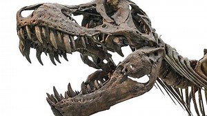 New T-Rex Fossil Shows Traits of Three Species — A Paleontological Puzzle | Haystack News