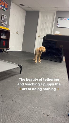 Dog Trainer - DC, MD, VA on Instagram: "What does it mean to tether your dog? Tethering your dog means using a leash or a long line to attach your dog to yourself or a stationary object as a training tool. This can be used to manage your dog’s behavior, ensuring the dog remains within a certain range and can be easily corrected or guided as needed. A couple benefits of tethering: - Teaches the dog how to settle on their own! This is important for dogs that struggle with the need to always be doi