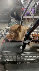 23K views · 912 reactions | Weighted Vest Training on the Treadmill, helps keep them less injury prone and allows me to challenge them in different ways! I have 4 different weighted vests for each Dog! #OnlyWooFDriver #WooFDriverTips | WooFDriver | Facebook