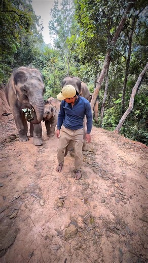 Elephants, like us, have emotions and feelings. They are not just animals, they are sentient beings… which means they can also be cheeky and playful!🐘🤍 ช้างก็เหมือนเรา มีอารมณ์ มีความรู้สึก เพราะเขาไม่ใช่แค่สัตว์ แต่คือชีวิต 🐘🤍 #trip #culture #conservation #elephant | Elephant Freedom Village