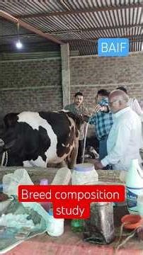 BAIF breed composition study project #baif #breeding #dairyfarm #cow #dairyherd #heifer #breeders