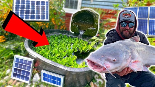 Building a DIY Solar Powered Garden Pond and Rehoming my Giant Pet Catfish!