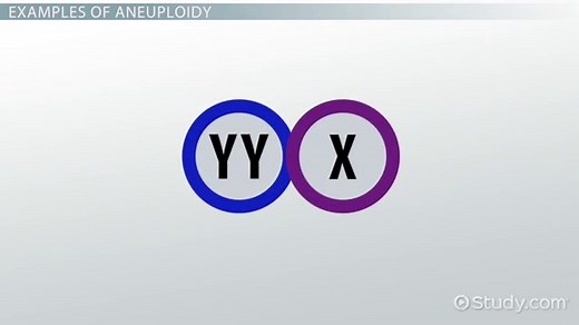 Aneuploidy vs. Polyploidy | Definition & Examples