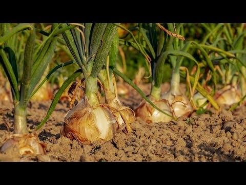 Ceapa - 3 Metode Prin Care Putem Obtine Ceapa - Ceapa din Seminte, Rasad sau Bulbi (hasme)