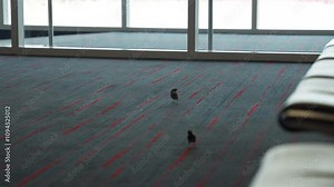 Wild house sparrows living in the Dallas Fort Worth International Airport departure hall