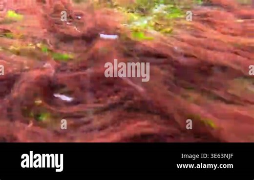 Macroalgal macrophytes in the Black Sea: green algae (Ulva intestinalis, syn. Enteromorpha intestinalis) and red algae (Rhodophyta) undulate in a fast-flowing water current over coastal rocks near the Stock Video Footage - Alamy