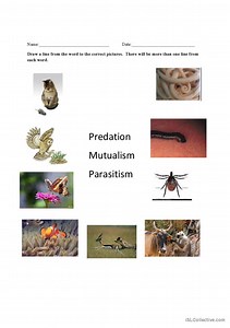 Ecosystem Types of Interactions