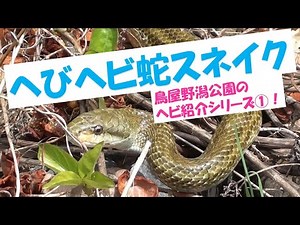 ヘビ観察【公園でヘビにであったら？】
