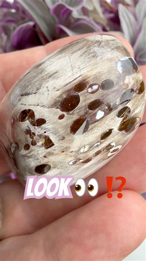 “Wood Turned To Stone,” Fossil Surprises‼️#rockhounding#petrifiedwood#beachfinds