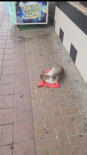 المطر فوقها ومنشفة تحتها وقلب ينتبه لهاRain above her a towel beneath her and a heart that noticed