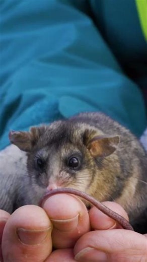 The critically endangered mountain pygmy possum is making a comeback in Kosciuszko National Park 🐭⛰ A recent survey identified a whopping 107 pygmy possums at a single habitat site at Snow Ridge Hill, the highest on record. There were 78 females, and many had four juveniles tucked safely in their pouch. The KNP population had dropped to around 700 animals following a long drought and the devastating 2019-2020 bushfires, which destroyed a lot of their habitat in the park. The drought caused a de