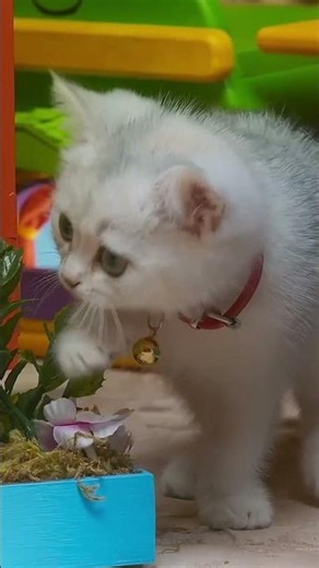 Curious Kitten 👀 🐱 #preschool #cute