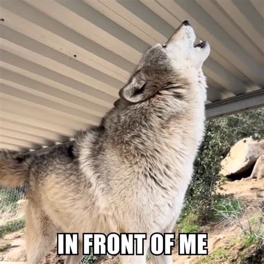 It’s Wolp Wednesday on Instagram: "MAROON WOLP 🐺💔 #wolpwednesday #wolf #wolves #edit #fyp #aftereffects"