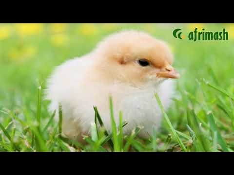 Afrimash Day-Old Chicks Promo 2022