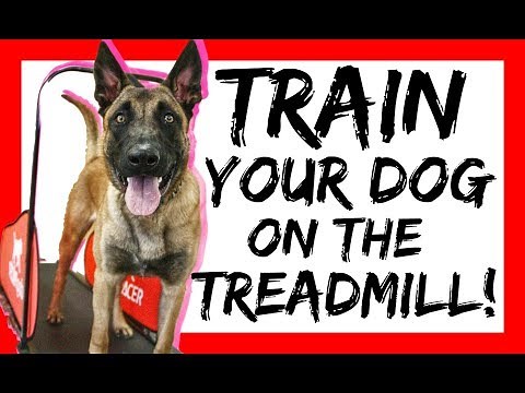How to teach your dog to walk on the treadmill - dog treadmill training w/ Americas Canine Educator