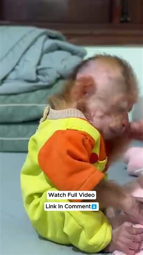CUTIS & Buem Say Goodbye to Mom — Leaving With Dad #Monkeycutis #Kakapage | Kaka Page