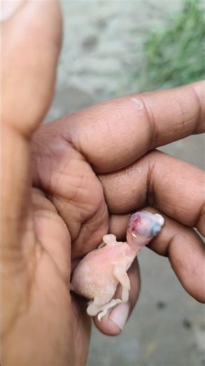 💔 My Budgie Mother Attacked Her Own Baby! #shorts #budgies #sad