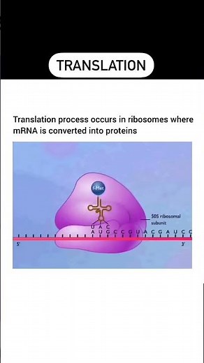 Translation animation #rna #medical #biology #education #cbse #video