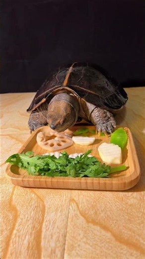 asmr turtle eating veg