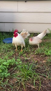 When you give your rooster a new hen and he’s not sure how to act🤣 #backyardchickens #chickensofinstagram #chickens #petchickens #crazychickenlady #hens #poultry #chicken #hensofinstagram #backyardpoultry #freerangechickens #chickenlife #farmlife #homestead #chooks #chickencoop #backyardflock #bantamchicken #serama #bantam #chicks #fresheggs #rooster #happychickens | Gulf Coast Cluckers