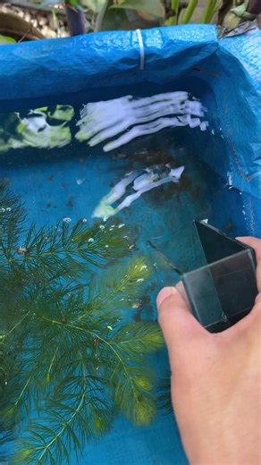 Guppy Fish Breeding Tips with BDSS Gullwing Ribbon FinC