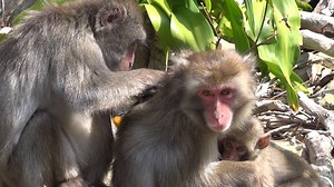 Watch: For female macaques, there are health benefits to being popular. | National Geographic