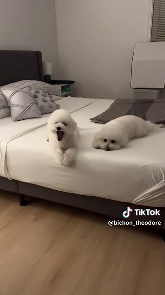 Adorable Bichon Frise Moments That Melt Hearts!