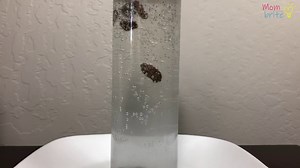 The Dancing Raisins Experiment