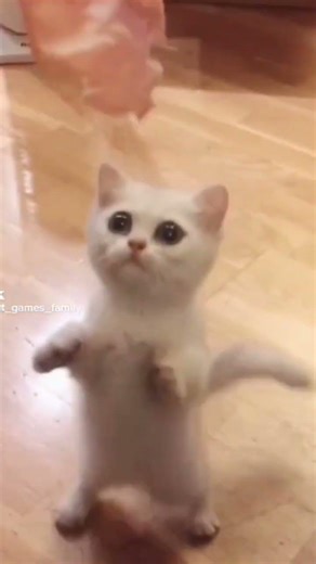 Cute Meow #cute cat hungry #cute little cat eating #cute cat #viral#cure animals #cute#cute kittens