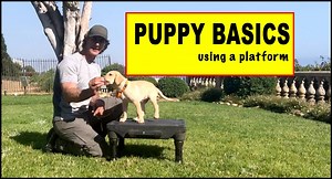 There aren't that many tools you need to train your puppy, but the platform is a good one. It doesn't have to be anything fancy, just something to raise him slightly off of the ground. Teaching your puppy his basics is critical to do at an early age. I like to teach the puppy all of the basics of SIT, DOWN AND STAND on the platform. I’ve also used a picnic table to do this same thing. Please be very careful when you put your dog on any platform to keep them from falling off. Using a platform lik