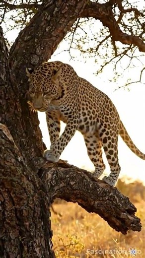 The Ghost of the Savannah: A Masterclass in Stealth