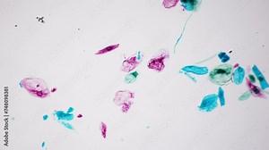 Cornstarch under microscope. Multiple magnification, 100x times. Detailed structure of corn cells filled with starch. Natural Raw Material for biodegradable plastic