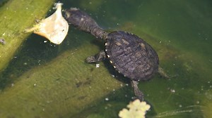 39 reactions | This young Eastern Long Necked turtle (Chelodina longicollis) was spotted having a swim in Nymphaea Lily Lake, probably on the lookout for tadpoles, frogs, fish, or aquatic invertebrates to eat. Likely only just a few weeks old, this little fella has a long life ahead of him, with some Eastern Long Necked turtles living for 50 years!   | Royal Botanic Gardens Victoria | Facebook