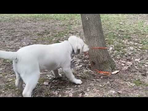 Evening Walk with My Labrador 🐾 | Pure Happiness