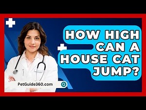 How High Can A House Cat Jump? - PetGuide360.com