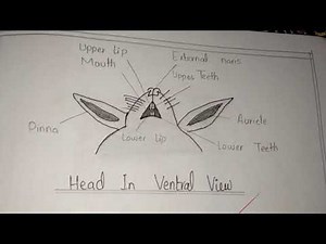 dissection of rabbit