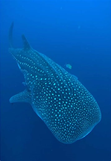 Explora las Islas Galápagos: Darwin y los Lobos Marinos