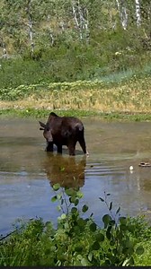 Wildlife on Trail cam! #nature #wildlife #trailcamera #caughtoncamera | Backyard Trail Camera | Facebook