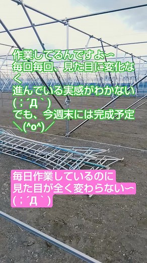 単管パイプを使った果樹棚の作り方