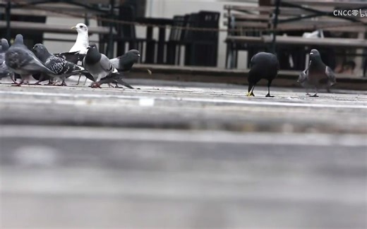 cs 2游戏延迟太高、经常网络延迟跳ping 掉帧掉解决方法